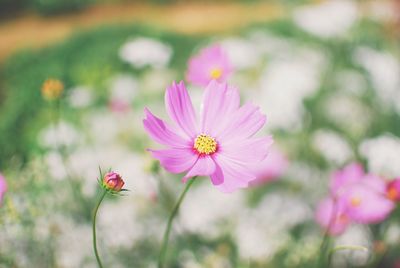 Close-up of pink flowers blooming outdoors