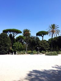 Palm trees against clear blue sky