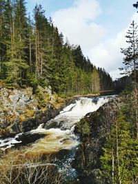 Stream flowing through rocks in forest against sky