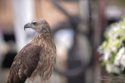 Close-up of a bird