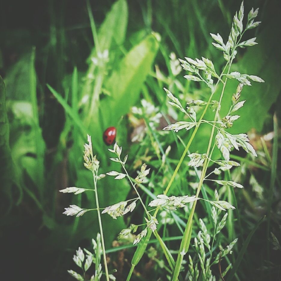 growth, freshness, plant, leaf, green color, close-up, fruit, nature, stem, focus on foreground, bud, red, food and drink, growing, beauty in nature, beginnings, selective focus, new life, food, healthy eating