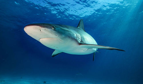 View of fish underwater