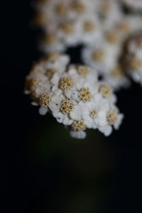 Close-up of white cherry blossom against black background