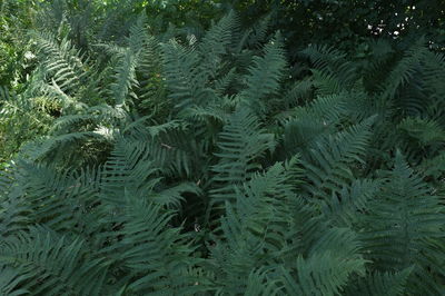 Full frame shot of pine tree