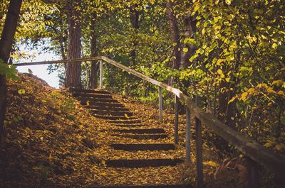 Footpath amidst trees in forest