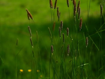 Close-up of grass growing on field