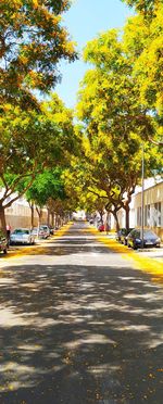 Road by trees in city against sky