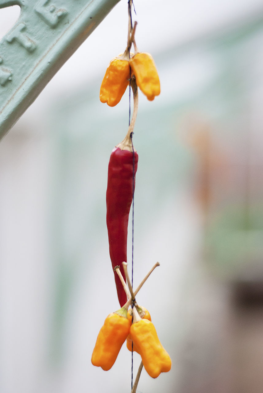 CLOSE-UP OF RED BERRIES HANGING FROM PLANT