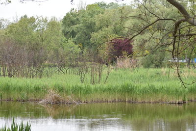 Scenic view of lake in forest