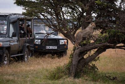 Tourist watching young cheetah on tree trunk