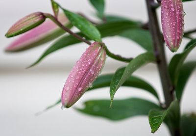 Close-up of raindrops on pink flower