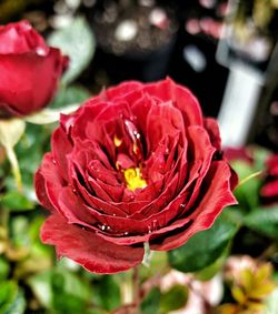 Close-up of red rose