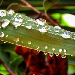 Close-up of water drops on leaf