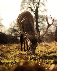 Deer standing on field