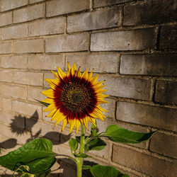 Close-up of sunflower against wall