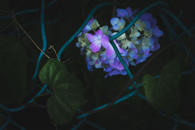 Close-up of purple flowering plant