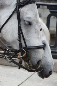 Close-up of a horse