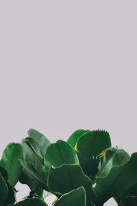 Low angle view of green leaves against sky