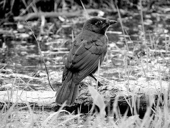 Close-up of bird perching on a field