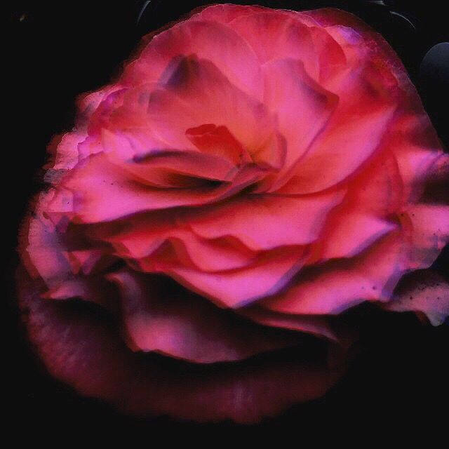 CLOSE-UP OF ROSE