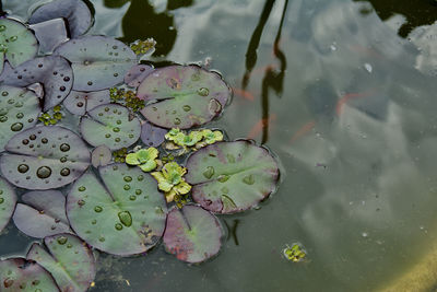 High angle view of raindrops on water lily
