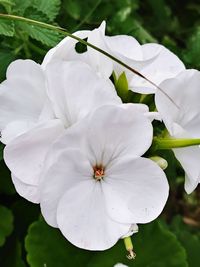 Close-up of white flower blooming outdoors