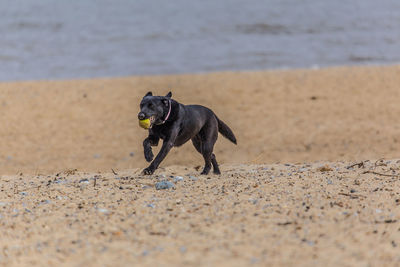 Dog on beach