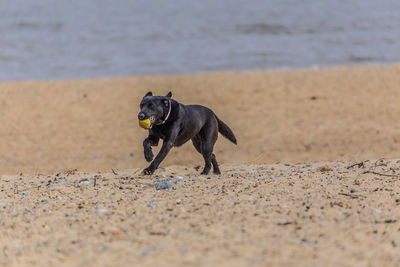 Black dog holding ball in mouth while running at beach