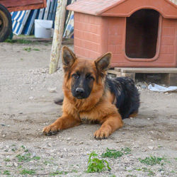 pet