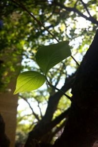 Close-up of leaves on tree