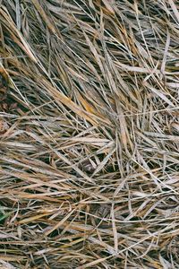 Full frame shot of dried plant