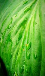 Full frame shot of green leaves