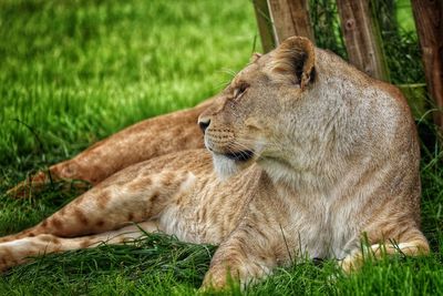 Close-up of lioness relaxing on grassy field