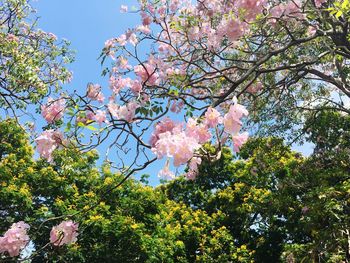 Low angle view of tree against sky