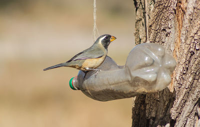 Close-up of bird perching on tree trunk