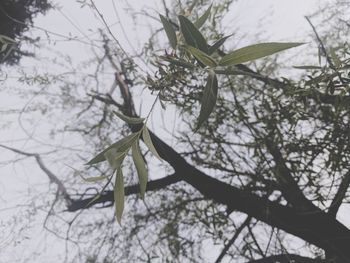 Low angle view of tree branches