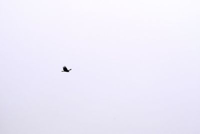 Low angle view of airplane flying in sky