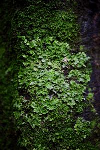 Full frame shot of tree trunk