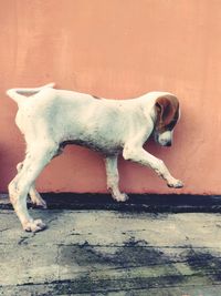 Side view of dog standing on footpath