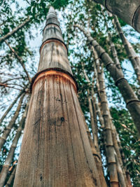 Low angle view of bamboo trees in forest