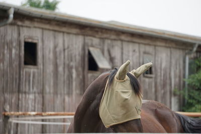 View of a horse in a building