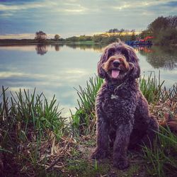 Dog looking at lake against sky