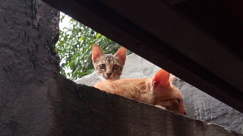 Portrait of ginger cat