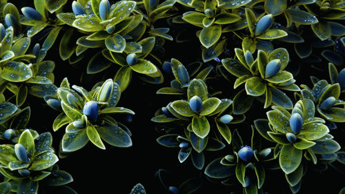 Close-up of flowers blooming outdoors