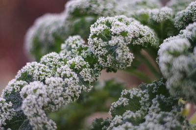 Close-up of white flowering plant