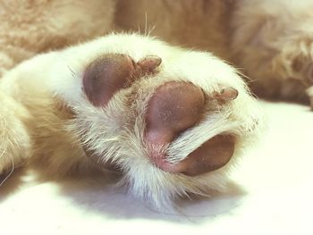 Close-up of dog