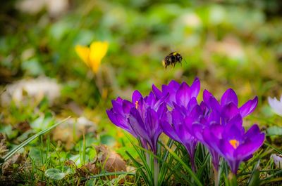 Close-up of honey bee pollinating on purple flower