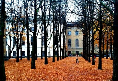 Bare trees against sky during autumn