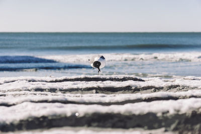 Black-headed gull at beach