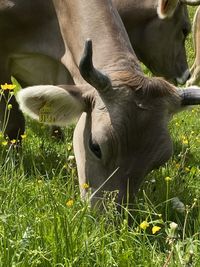 View of cow on field